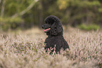 Giant Poodle Portrait