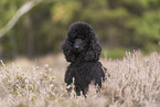 Giant Poodle Portrait