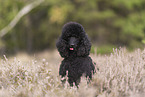 Giant Poodle Portrait