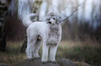 Giant Poodle
