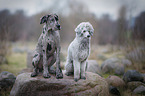 2 dogs