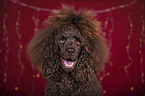 Giant Poodle Portrait