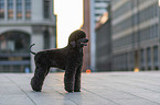 Giant Poodle