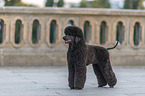 Giant Poodle