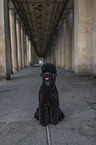 sitting Giant Poodle