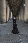 sitting Giant Poodle