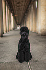 sitting Giant Poodle