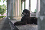 lying Giant Poodle