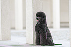 sitting Giant Poodle