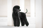 Giant Poodle
