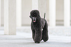 walking Giant Poodle