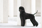 Giant Poodle