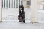 walking Giant Poodle