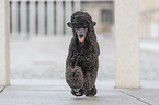 walking Giant Poodle