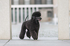 walking Giant Poodle
