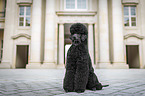sitting Giant Poodle