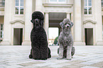 2 Poodles