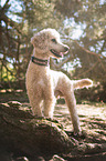 Giant Poodle