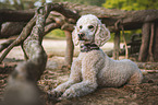 lying Giant Poodle