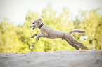 running Giant Poodle