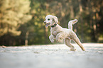 running Giant Poodle