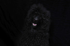 Giant Poodle Portrait