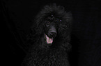 Giant Poodle Portrait
