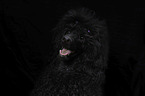 Giant Poodle Portrait