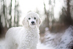young Giant Poodle in the winter