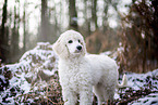 young Giant Poodle in the winter