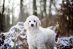 young Giant Poodle in the winter