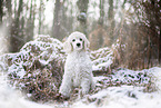 young Giant Poodle in the winter
