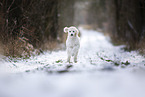 young Giant Poodle in the winter