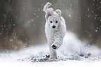 young Giant Poodle in the winter