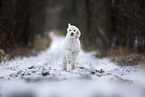 young Giant Poodle in the winter