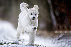 young Giant Poodle in the winter