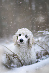 young Giant Poodle in the winter