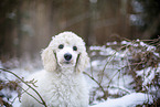 young Giant Poodle in the winter
