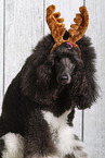 Giant Poodle in studio