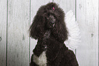 Giant Poodle in studio