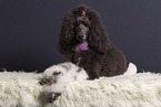 Giant Poodle in studio