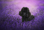 Giant Poodle in summer