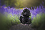 Giant Poodle in summer