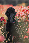 Giant Poodle