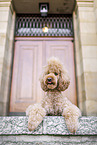 Giant Poodle