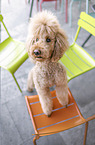 Giant Poodle
