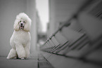 white Giant Poodle
