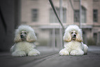 white Giant Poodle
