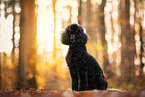 Giant Poodle