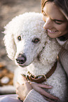 male Giant Poodle
